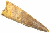 Fossil Spinosaurus Tooth - Real Dinosaur Tooth #361280-1